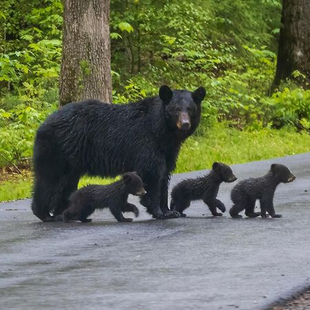 Bear Den, Hot Tub, 1089 Of Free Attraction Tickets For Each Paid Day, Dollywood And More! Sevierville Dış mekan fotoğraf